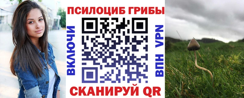 kraken рабочий сайт  Жуков  Псилоцибиновые грибы Psilocybine cubensis 